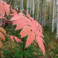 Лист рябины :: Ирина *