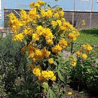 Цветы и растения. :: Владимир Драгунский Цветы и растения. :: Владимир Драгунский