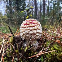 ***** :: Валерия Комова ***** :: Валерия Комова