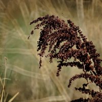 Осень на дворе... :: Николай Саржанов