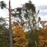 Павловск, Павловский парк :: Галина Минчук