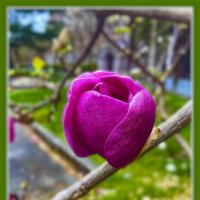 Шиповник :: Владимир Кроливец