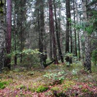 В осеннем лесу :: Рита Симонова