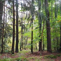 В осеннем лесу :: Рита Симонова В осеннем лесу :: Рита Симонова