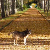 Дорога в осень...Мухтар. :: Ольга Митрофанова