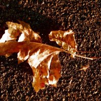 Осень 10 :: Алексей Кузнецов