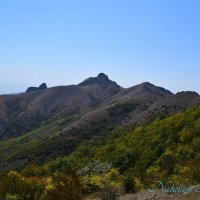 Природа Крыма :: Amazing Cosmea