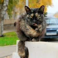 И немного про октябрьских котиков... :: Андрей Заломленков