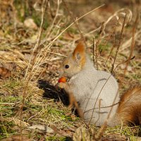 Обед! :: Вадим Басов