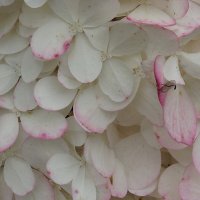 Гортензия :: Freddy 97