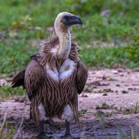 Белоголовый гриф Рюппеля :: Aleksey Afonin Белоголовый гриф Рюппеля :: Aleksey Afonin