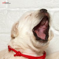 Рано утром... :: Андрей Пристяжнюк