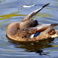 ..... :: Анатолий Анищик