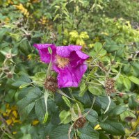 Осенний :: Василиса Никитина