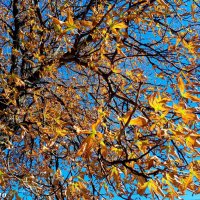 Ростовская осень :: Нина Бутко