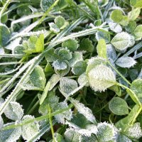 Изморозь :: BoxerMak Mak