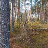 Октябрьский лес :: BoxerMak Mak