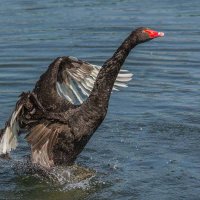 Чёрный лебедь. :: Nik Lovec Чёрный лебедь. :: Nik Lovec