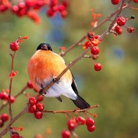 осінній настрій :: Степан Карачко