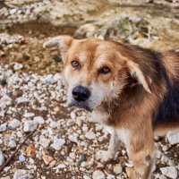 Абхазский Пёс :: Александр Леонов