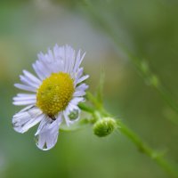 *** :: Надежда Куркина 