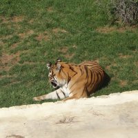 ТИГР :: СЕРГЕЙ ФИЛОЧКИН