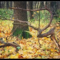 С прогулки. :: Руслан 