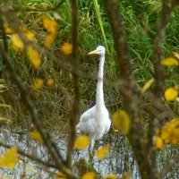 большая белая цапля :: gawrilа - dan