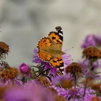 опять бабочки 16 :: Александр Прокудин опять бабочки 16 :: Александр Прокудин