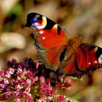 опять бабочки 20 :: Александр Прокудин