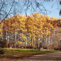 Солнечный октябрь. :: Aquarius - Сергей