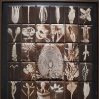 Сергей Бугаев (Африка) / Ботаника / 1997 г. :: zavitok *