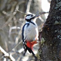 Большой пестрый дятел :: Ната Волга Большой пестрый дятел :: Ната Волга