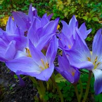 Цветы на городских клумбах в октябре (безвременники) :: Милешкин Владимир Алексеевич 