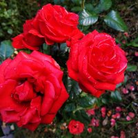 Осень и цветы :: Андрей Лукьянов