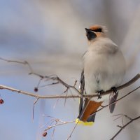 Свиристель :: Виктор Иванович Чернюк
