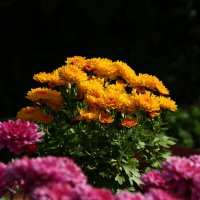 Хризантема :: Мишель71 