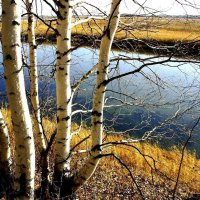 Октябрь на  обской протоке Коим! :: Владимир 