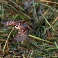 Полет воробья :: Сергей 