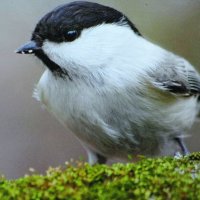 Гаичка :: Людмила Смородинская