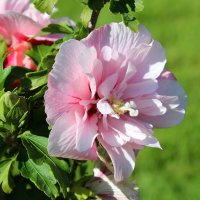 Гибискус осенний :: Татьяна Лютаева