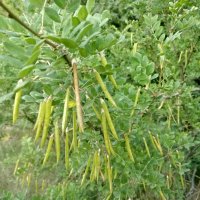 Акация :: Андрей Хлопонин Акация :: Андрей Хлопонин