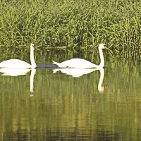 красавцы :: Владимир Зырянов