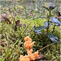 Слизевик фулиго моховой. :: Валерия Комова Слизевик фулиго моховой. :: Валерия Комова