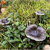 Лисичка серая горбатая. :: Валерия Комова