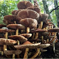 Ложные опята. :: Валерия Комова