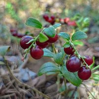 Брусника :: Ирина * Брусника :: Ирина *