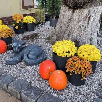 В Зеленоградске. :: Ольга 