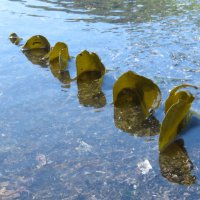 Ламинария (морская капуста) :: ИРЭН@ .