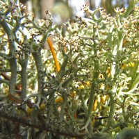 Сквозь кружева мха :: ИРЭН@ . Сквозь кружева мха :: ИРЭН@ .